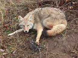 coyote trapped